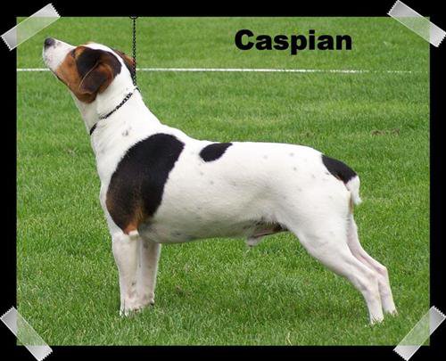 Caspian Caspian