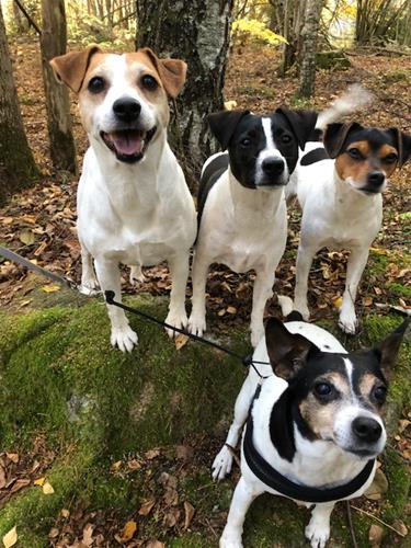Trenter på semester hos Navarras kennel Trenter på semester hos Navarras kennel