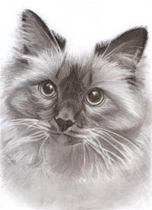 katt. katt.