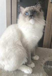 Pondus 1,5 år Pondus 1,5 år