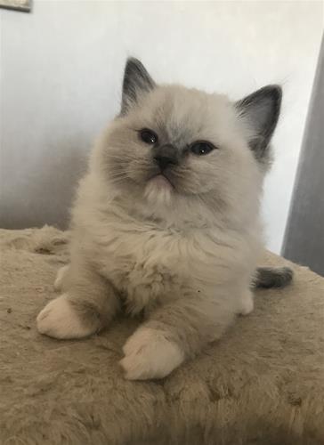 Berlioz 6,5 vecka Berlioz 6,5 vecka