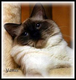 Yanis Yanis