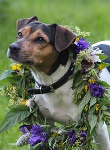Facho midsommar Facho midsommar