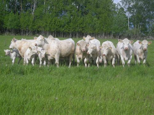 Betesdjur på Knutsta Betesdjur på Knutsta
