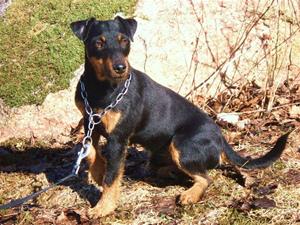 hundar 043 hundar 043