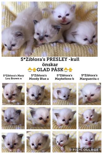 S*Ziblora’s PRESLEY - kull 3 v S*Ziblora’s PRESLEY - kull 3 v