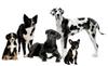 dogs dogs
