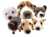 pups pups