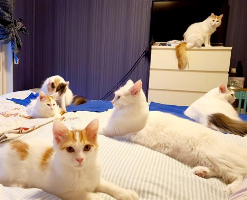 Hela kattfamiljen Hela kattfamiljen