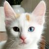 PIPPI PIPPI