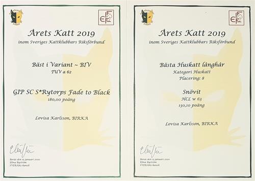 Diplom årets katt 2019 Diplom årets katt 2019