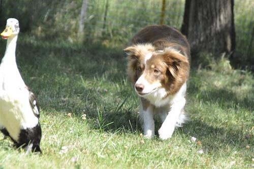 _DSC0106 _DSC0106