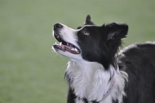 _DSC0513 _DSC0513