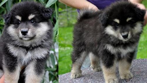 mikko 7v mikko 7v