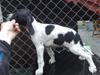 ny pointer valp 024 ny pointer valp 024