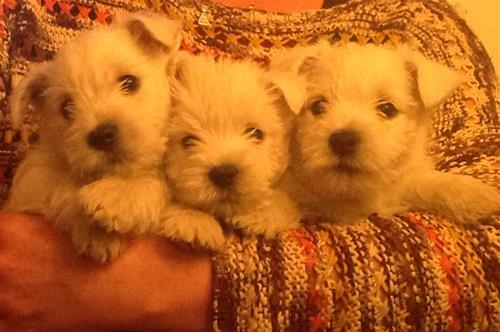 westie sju veckor1 westie sju veckor1