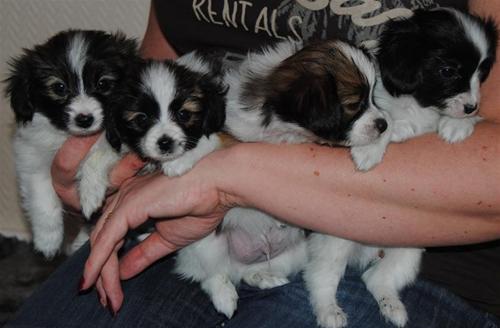Six weeks Six weeks