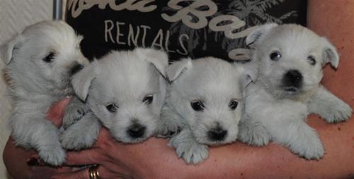 Five weeks Five weeks