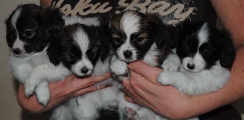 Six weeks Six weeks