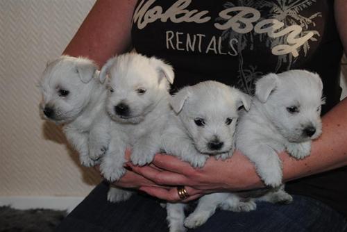 Five weeks Five weeks