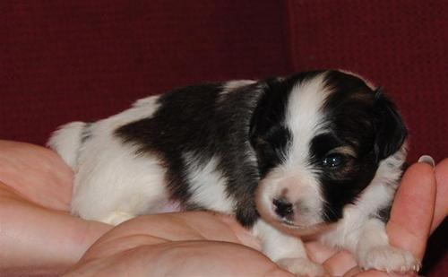 Lotus Three weeks old FOR SALE Lotus Three weeks old FOR SALE