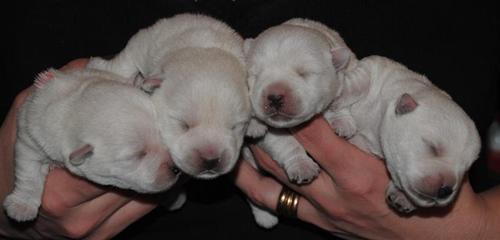 Two weeks Two weeks