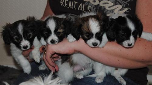 Six weeks Six weeks