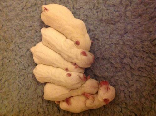 westiebebis westiebebis