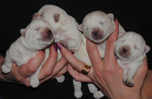 Two weeks Two weeks