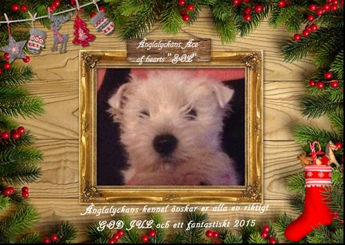 julkort westie 2014 julkort westie 2014