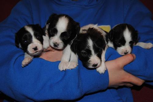 Three weeks old Three weeks old
