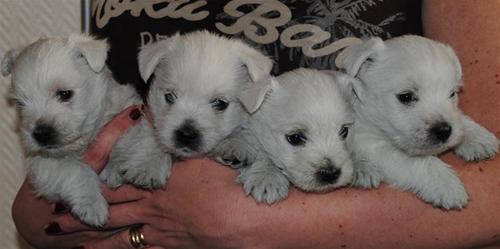 Five weeks Five weeks