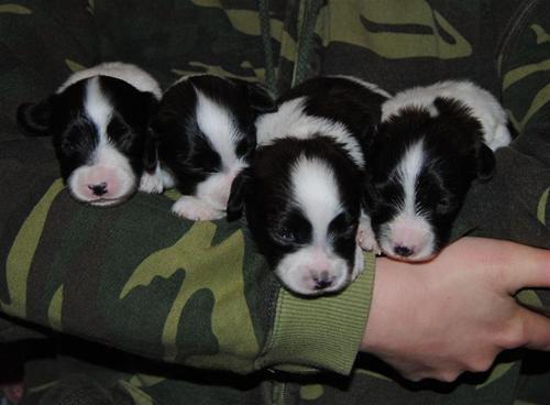 Two weeks Two weeks