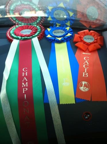 Tnt championrosetter Tnt championrosetter