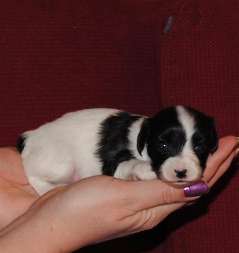 Lincoln, Three weeks old FOR SALE Lincoln, Three weeks old FOR SALE