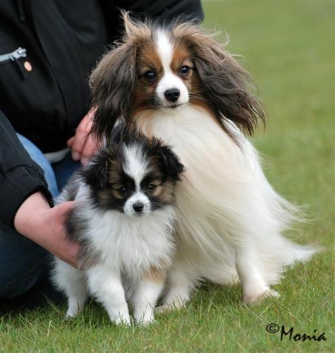 Änglalyckans Lotus and his dad Kecils Roller-Jam Änglalyckans Lotus and his dad Kecils Roller-Jam