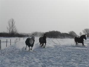 Full fart i hagen Full fart i hagen