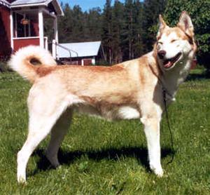 Donnasta Donnasta