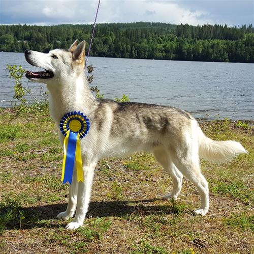 Pirak cert svenstavik Pirak cert svenstavik