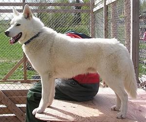 Balto Balto