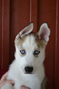 Nanook 8v Nanook 8v