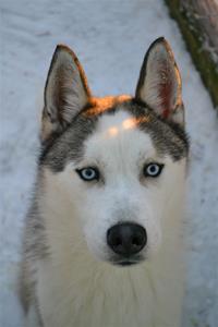 Nanook 8m Nanook 8m