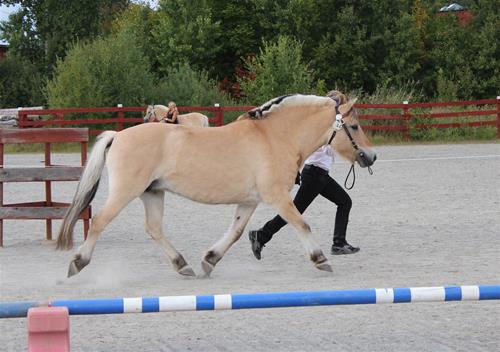 Knastra trav Knastra trav