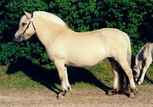 Grynet 2323 - Elit Grynet 2323 - Elit