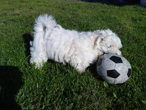 boll boll