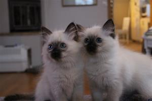 IMG_2918 IMG_2918