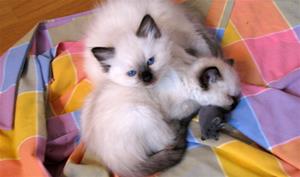 Catsy, Cherry 7v Catsy, Cherry 7v