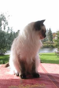 IMG_3129 IMG_3129
