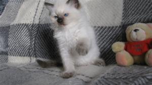 IMG_4733 IMG_4733