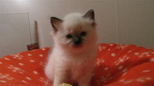 IMG_4597 IMG_4597
